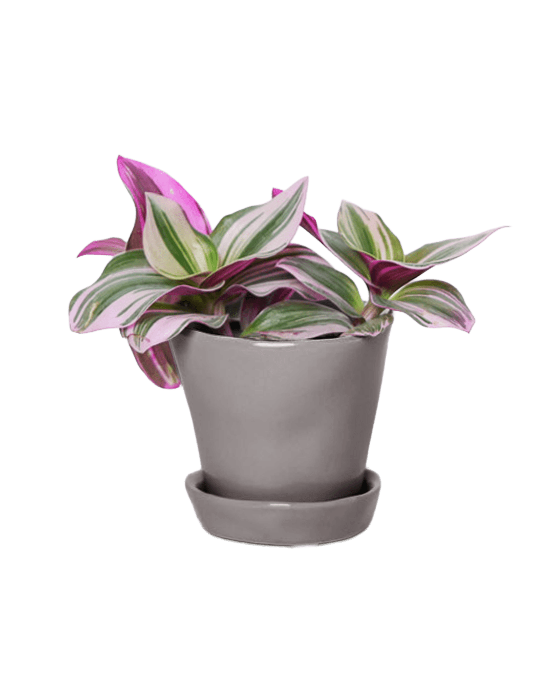 Tika Pot & Saucer | 3 inch - Chive Ceramics Studio - Pots - Chive Ceramics Studio