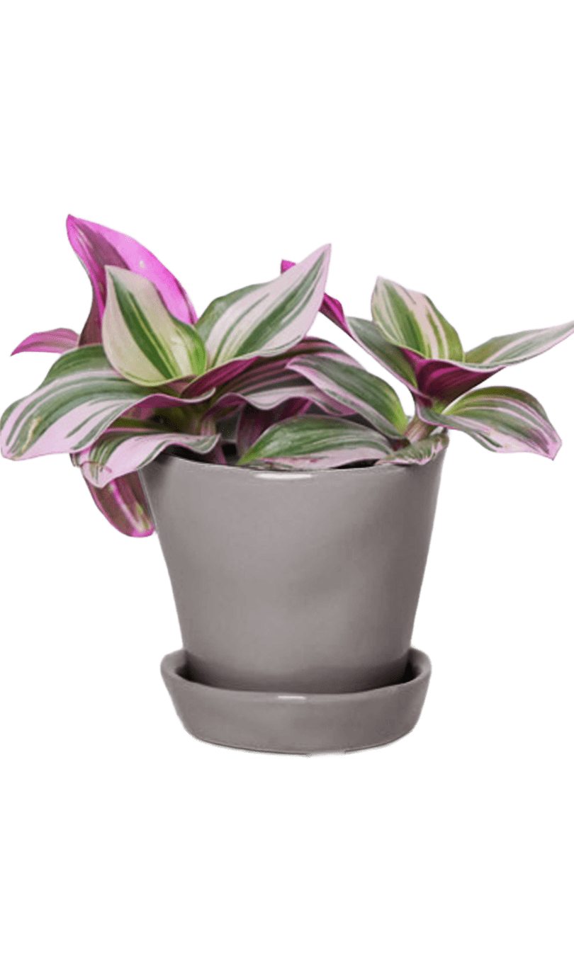 Tika Pot & Saucer | 3 inch - Chive Ceramics Studio - Pots - Chive Ceramics Studio