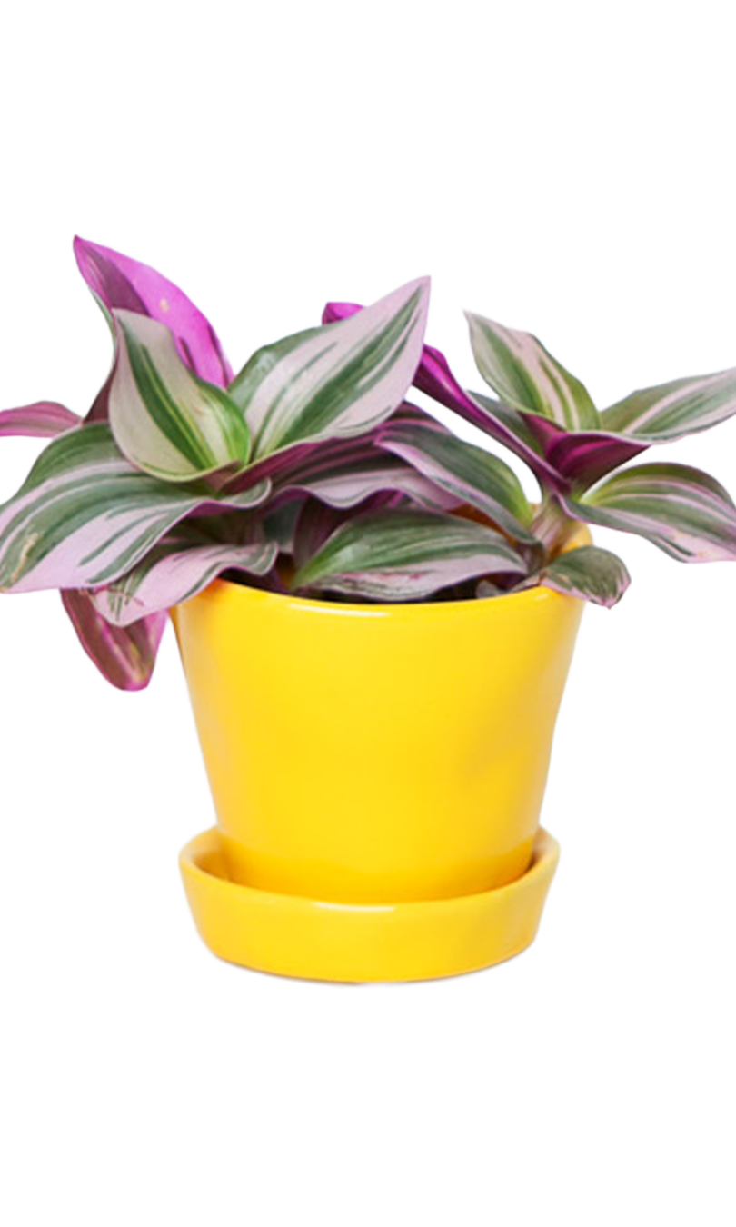 Tika Pot & Saucer | 3 inch - Chive Ceramics Studio - Pots - Chive Ceramics Studio