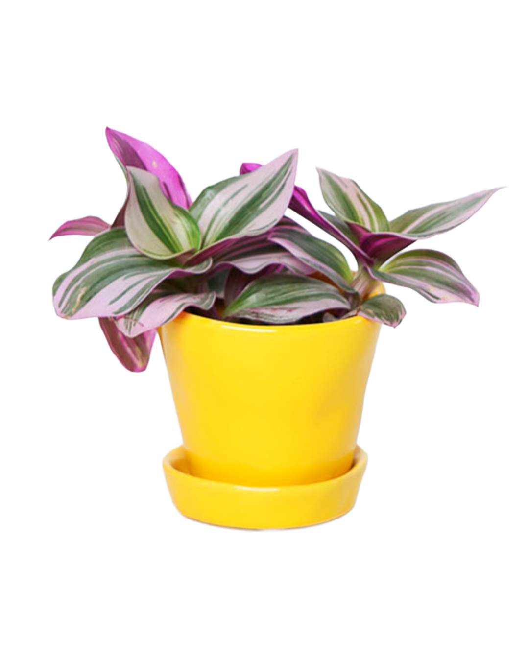 Tika Pot & Saucer | 3 inch - Chive Ceramics Studio - Pots - Chive Ceramics Studio