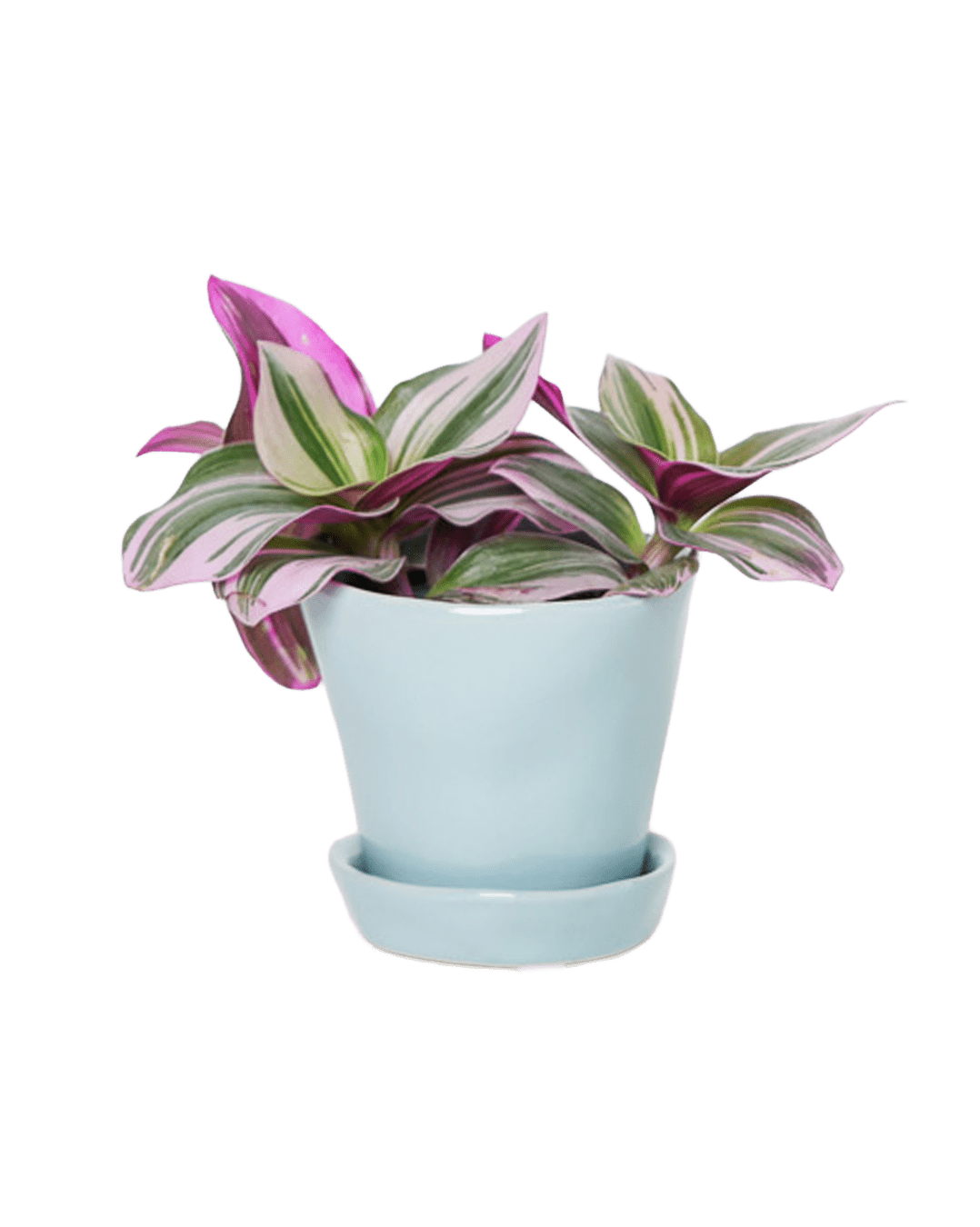 Tika Pot & Saucer | 3 inch - Chive Ceramics Studio - Pots - Chive Ceramics Studio