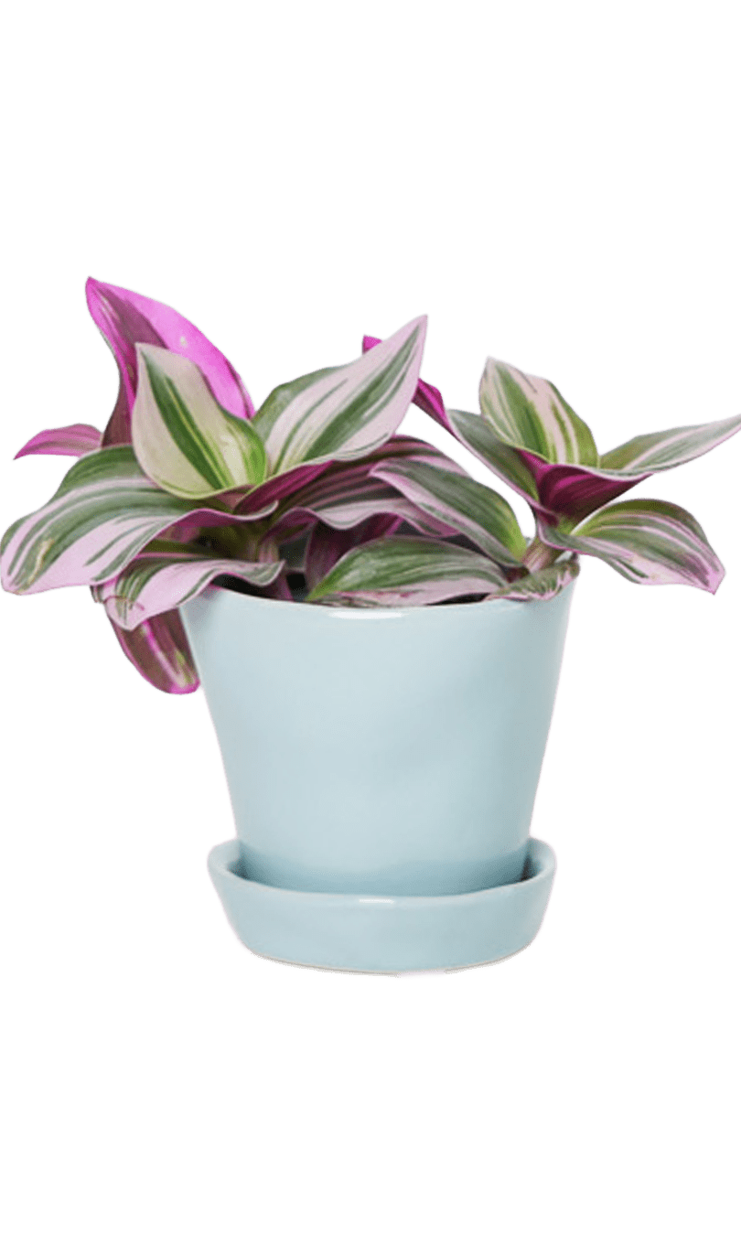 Tika Pot & Saucer | 3 inch - Chive Ceramics Studio - Pots - Chive Ceramics Studio