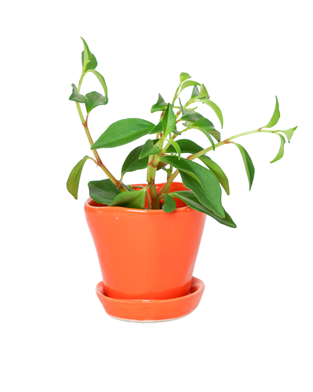 Tika Pot & Saucer | 3 inch - Chive Ceramics Studio - Pots - Chive Ceramics Studio