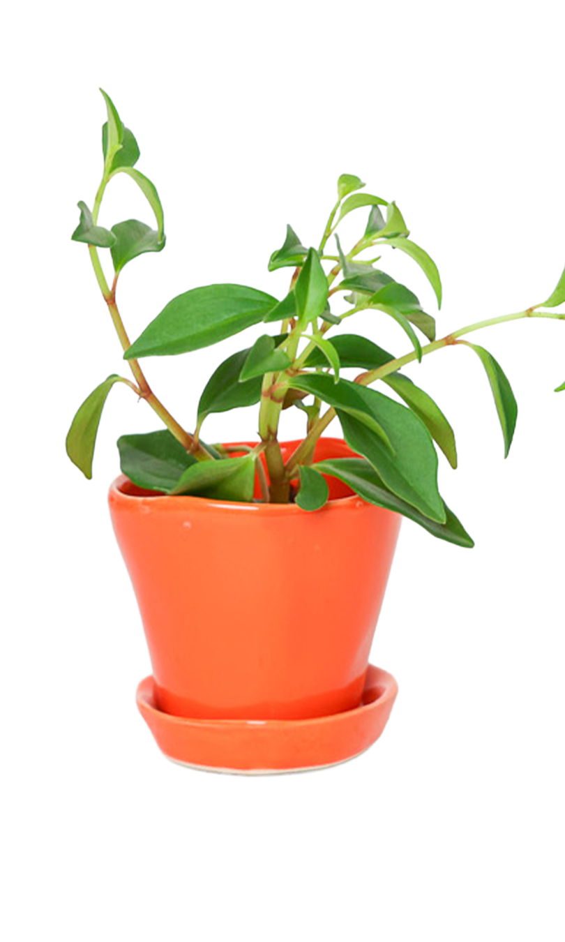 Tika Pot & Saucer | 3 inch - Chive Ceramics Studio - Pots - Chive Ceramics Studio