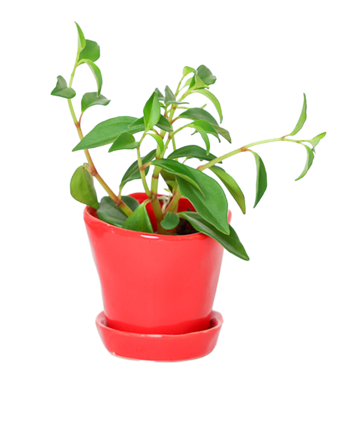 Tika Pot & Saucer | 3 inch - Chive Ceramics Studio - Pots - Chive Ceramics Studio