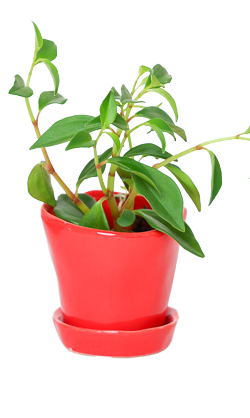 Tika Pot & Saucer | 3 inch - Chive Ceramics Studio - Pots - Chive Ceramics Studio