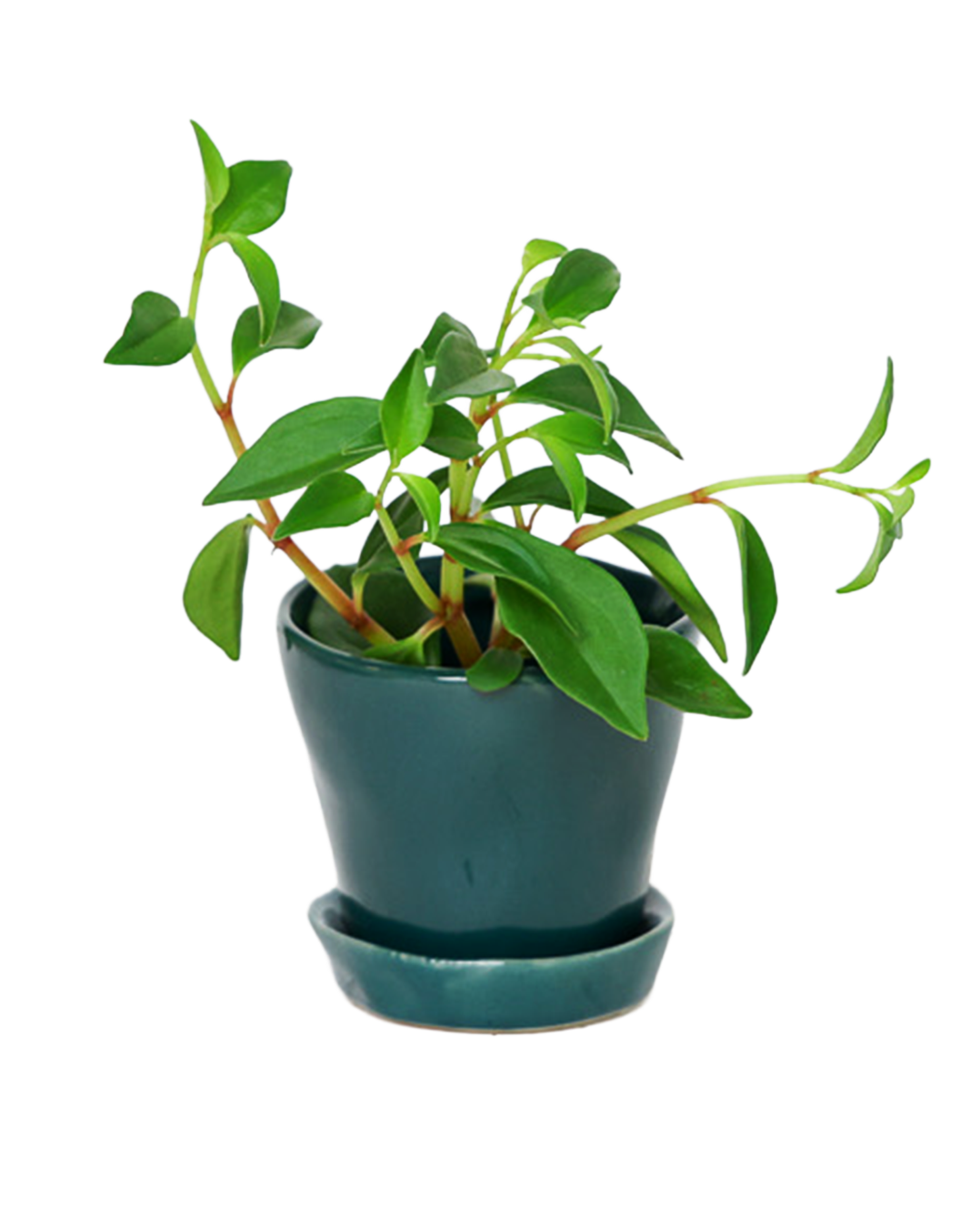 Tika Pot & Saucer | 3 inch - Chive Ceramics Studio - Pots - Chive Ceramics Studio