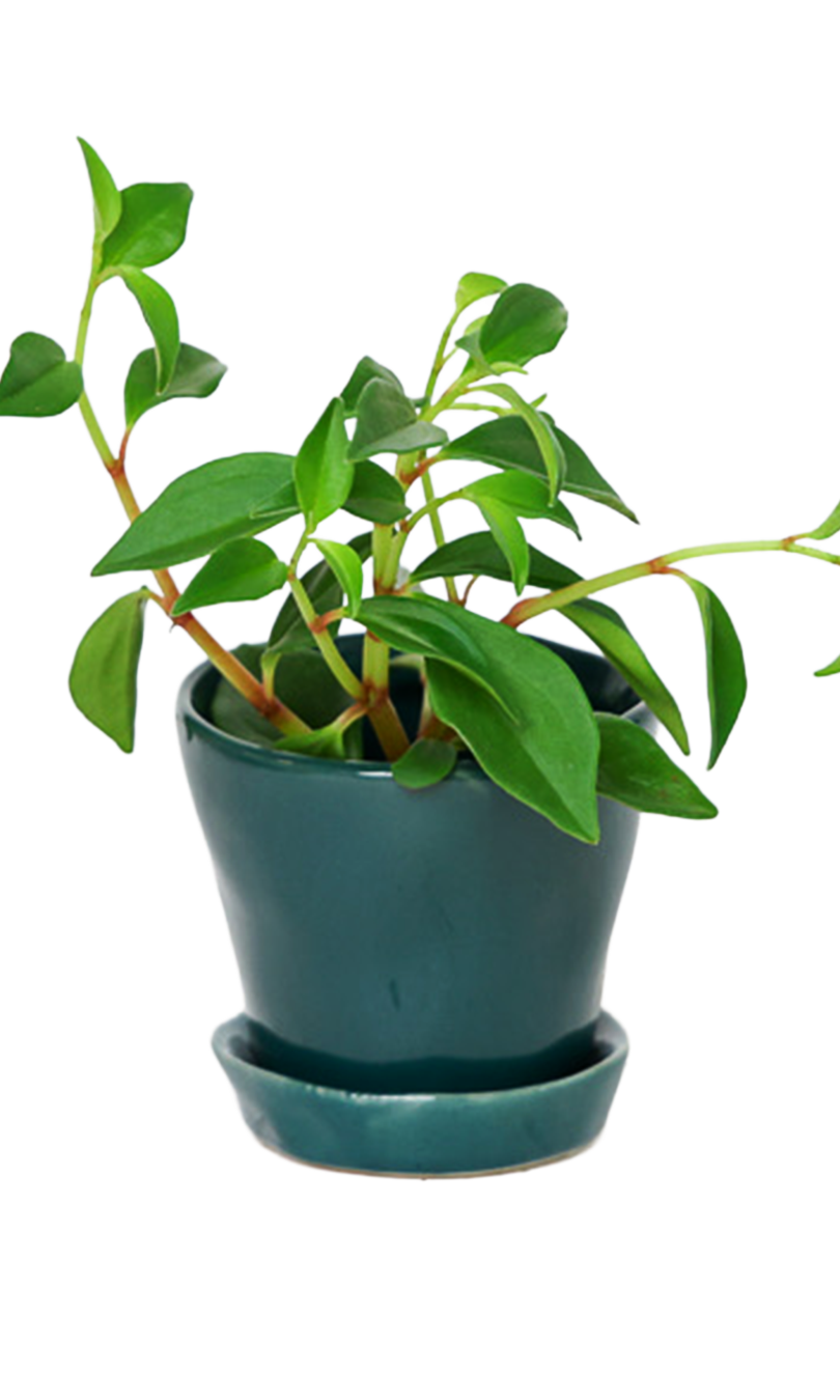 Tika Pot & Saucer | 3 inch - Chive Ceramics Studio - Pots - Chive Ceramics Studio