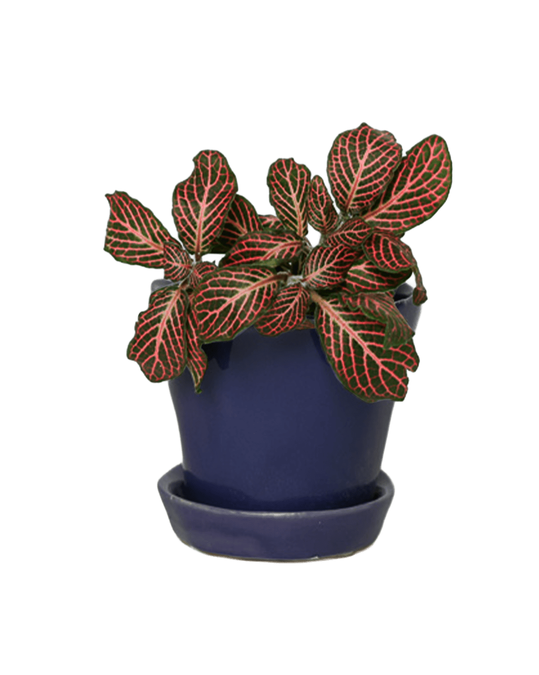 Tika Pot & Saucer | 3 inch - Chive Ceramics Studio - Pots - Chive Ceramics Studio