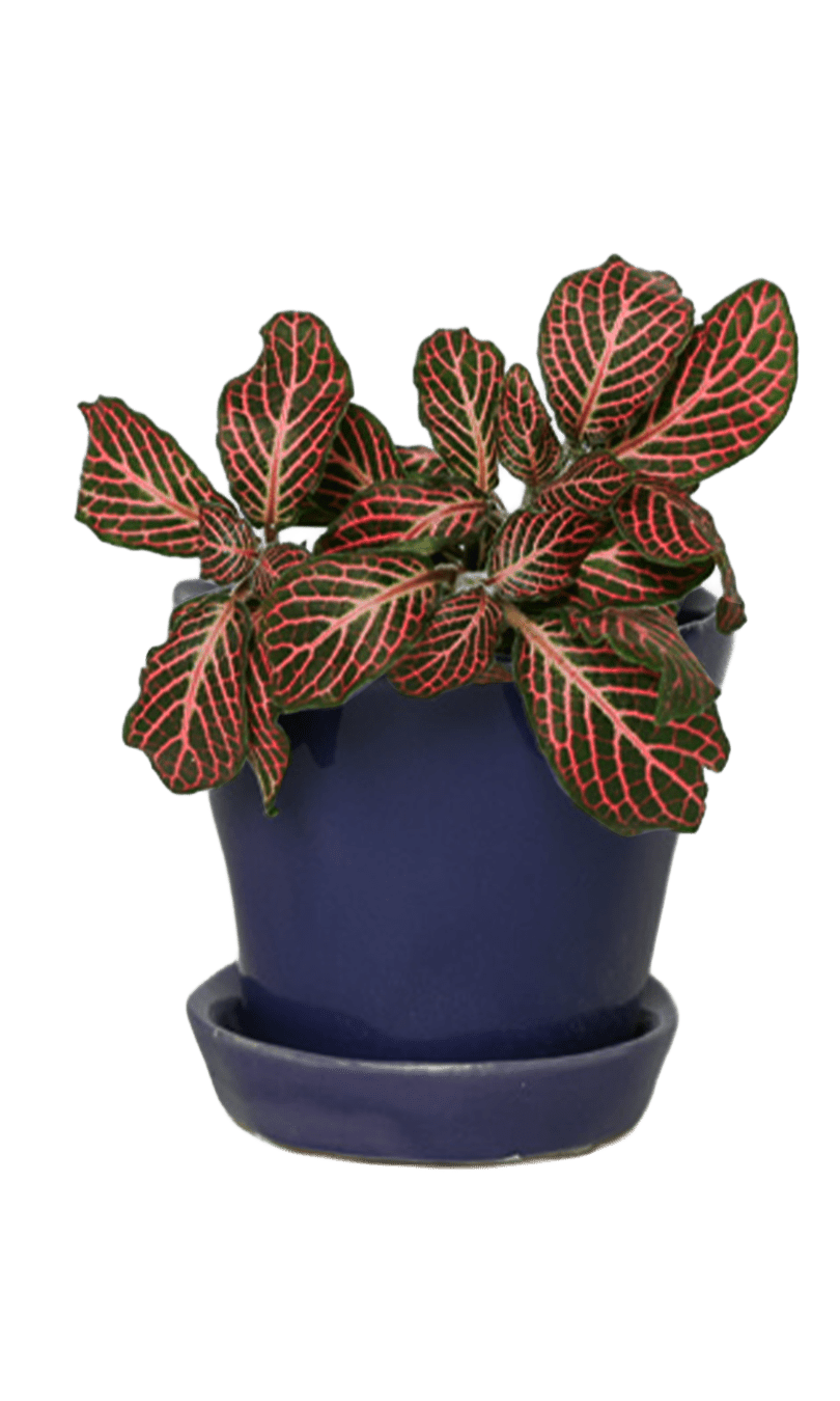 Tika Pot & Saucer | 3 inch - Chive Ceramics Studio - Pots - Chive Ceramics Studio