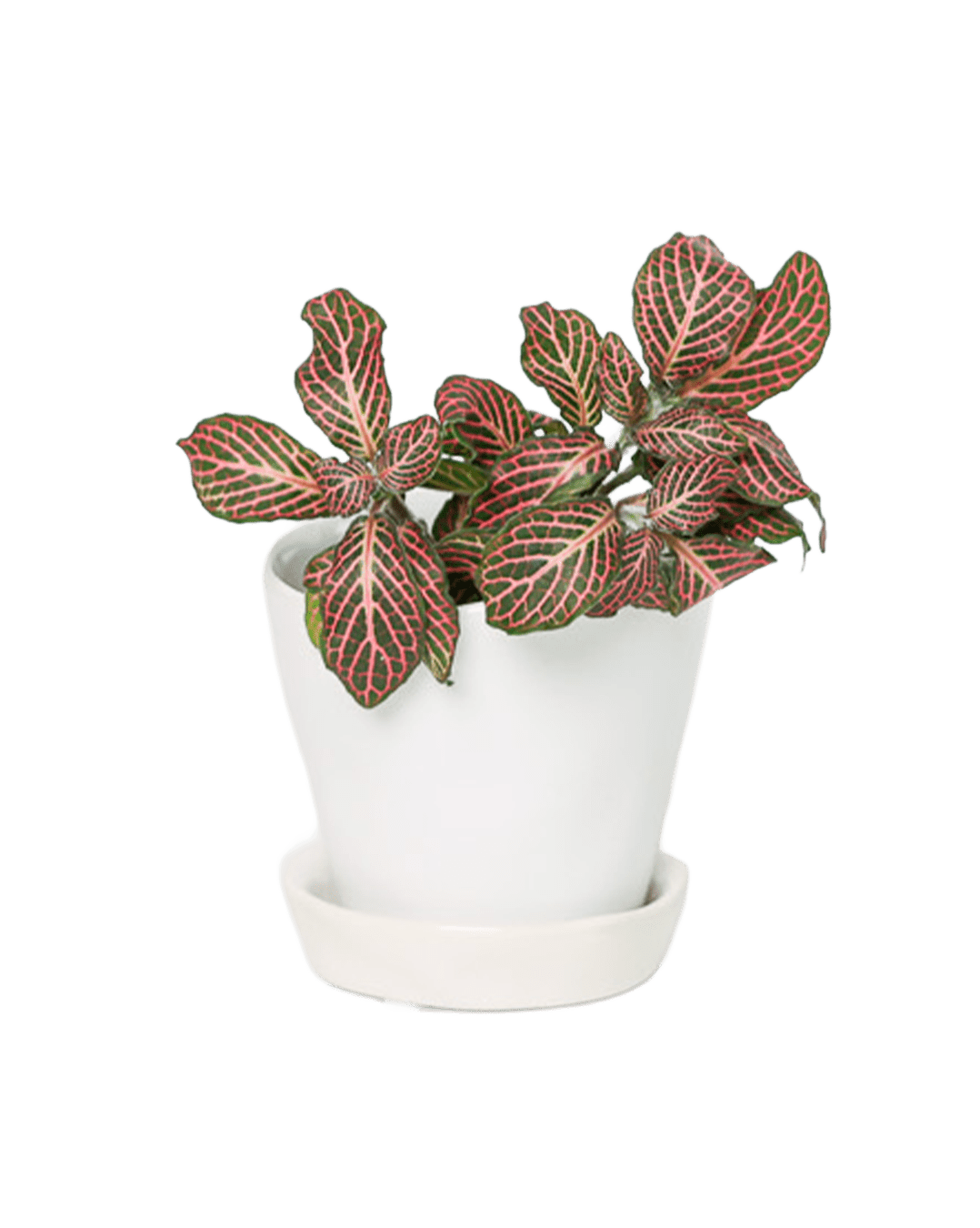 Tika Pot & Saucer | 3 inch - Chive Ceramics Studio - Pots - Chive Ceramics Studio