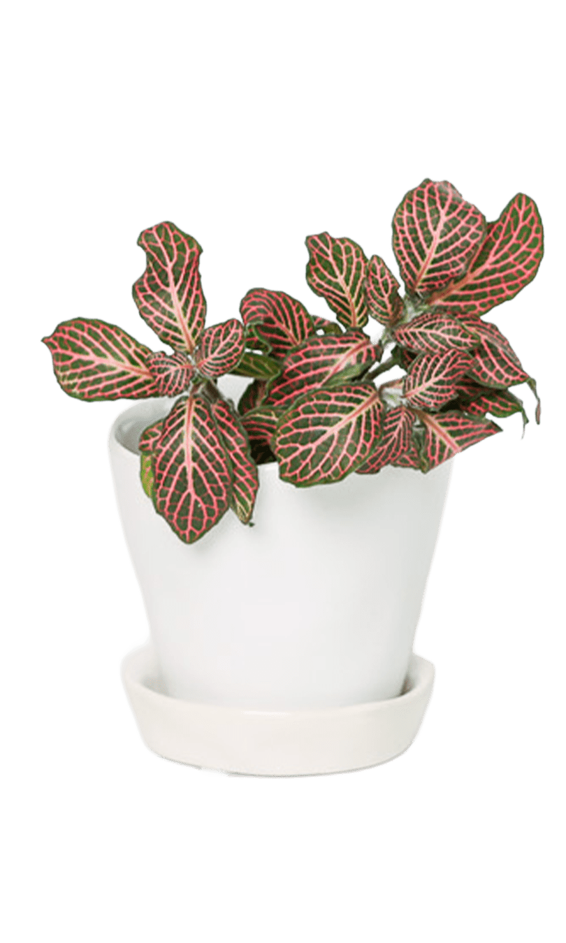 Tika Pot & Saucer | 3 inch - Chive Ceramics Studio - Pots - Chive Ceramics Studio