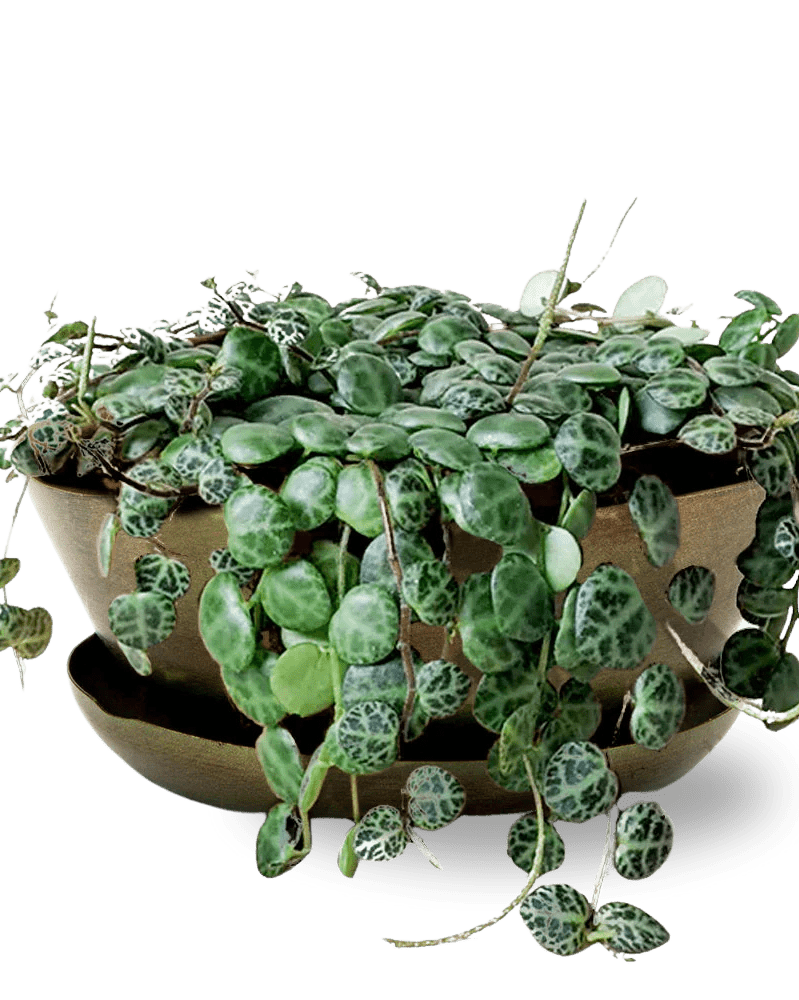 Topper Metal Succulent Dish - Chive Ceramics Studio - Pots - Chive US