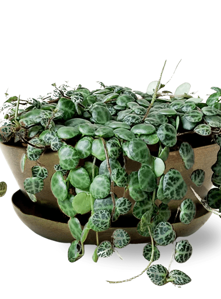 Topper Metal Succulent Dish - Chive Ceramics Studio - Pots - Chive US