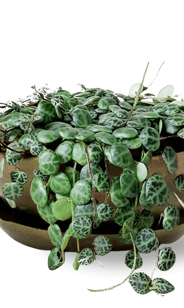 Topper Metal Succulent Dish - Chive Ceramics Studio - Pots - Chive US