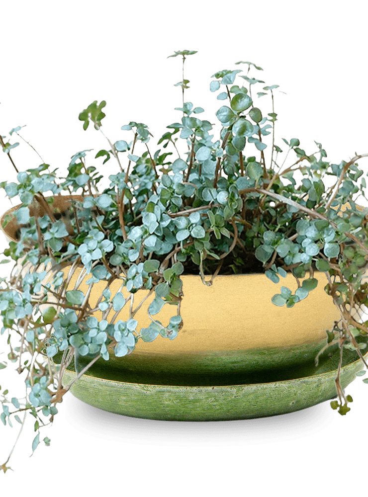 Topper Metal Succulent Dish - Chive Ceramics Studio - Pots - Chive US