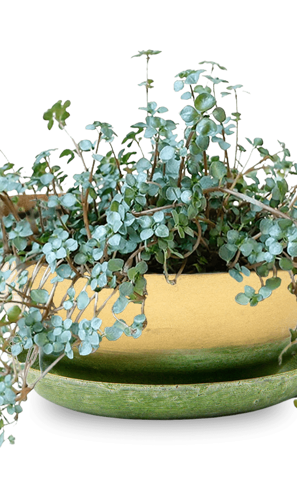 Topper Metal Succulent Dish - Chive Ceramics Studio - Pots - Chive US