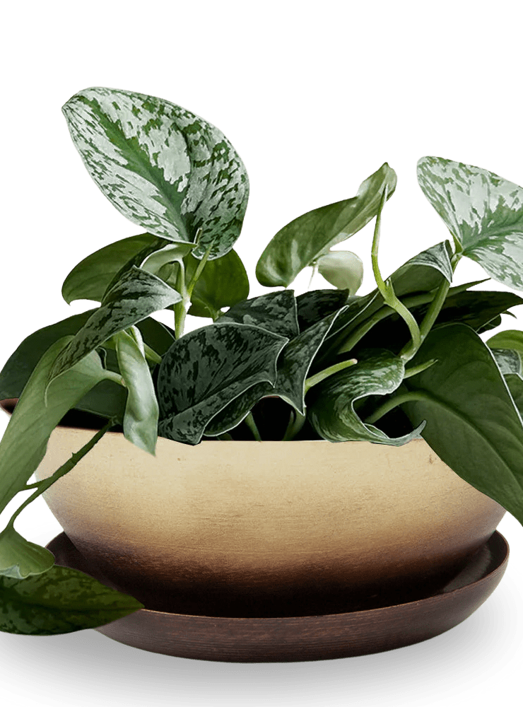 Topper Metal Succulent Dish - Chive Ceramics Studio - Pots - Chive US