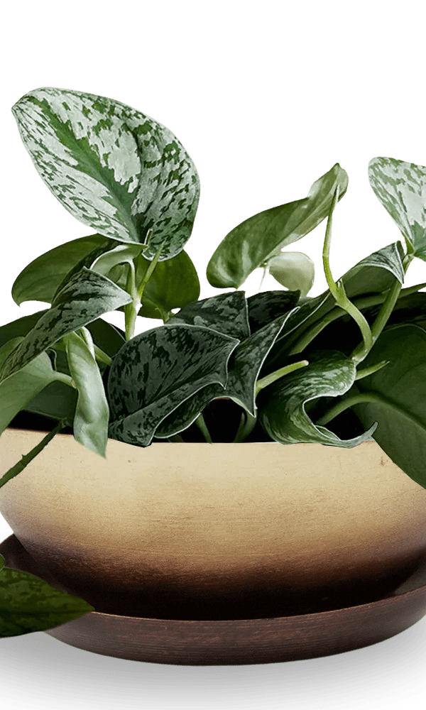 Topper Metal Succulent Dish - Chive Ceramics Studio - Pots - Chive US