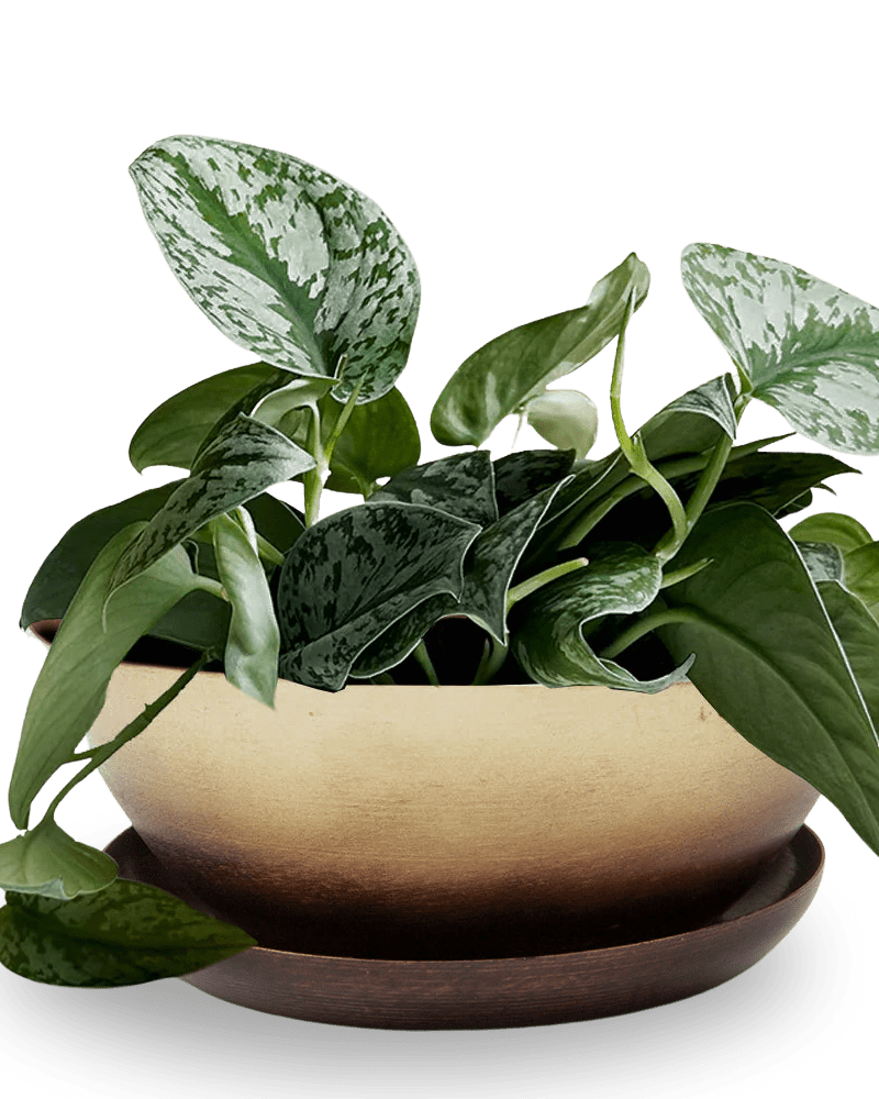 Topper Metal Succulent Dish - Chive Ceramics Studio - Pots - Chive US