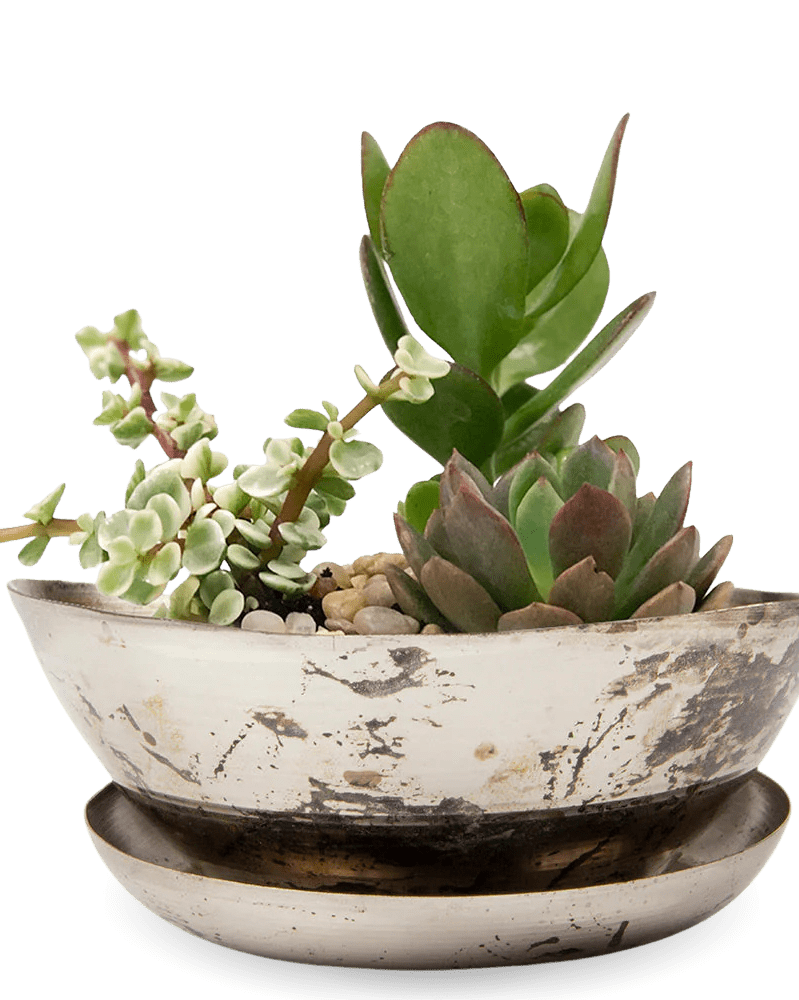 Topper Metal Succulent Dish - Chive Ceramics Studio - Pots - Chive US