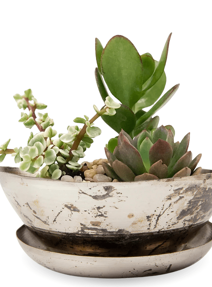 Topper Metal Succulent Dish - Chive Ceramics Studio - Pots - Chive US