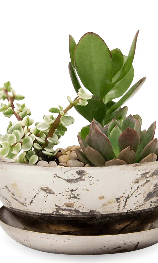 Topper Metal Succulent Dish - Chive Ceramics Studio - Pots - Chive US