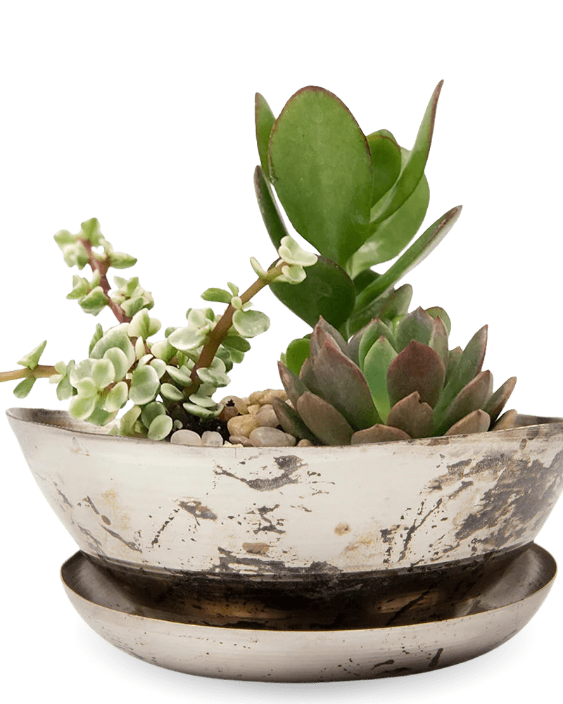 Topper Metal Succulent Dish - Chive Ceramics Studio - Pots - Chive US