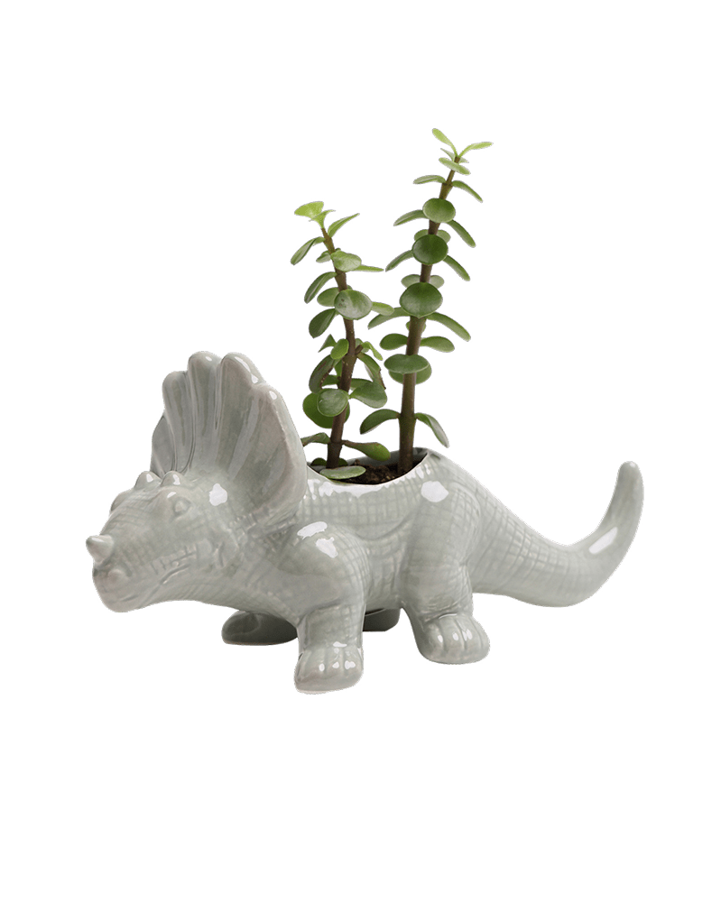 Triceratops Ceramic Indoor Plant Pot for Succulents - Chive Ceramics Studio - Pots - Chive Ceramics Studio