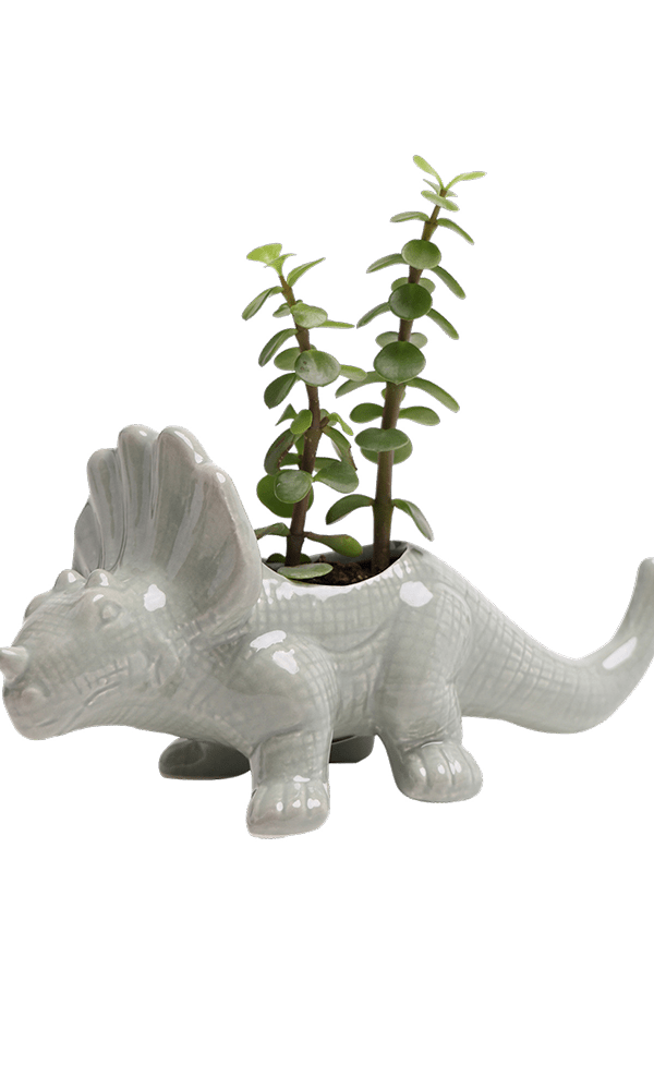 Triceratops Ceramic Indoor Plant Pot for Succulents - Chive Ceramics Studio - Pots - Chive Ceramics Studio