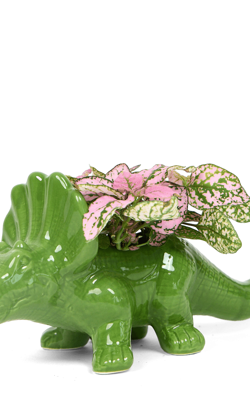 Triceratops Ceramic Indoor Plant Pot for Succulents - Chive Ceramics Studio - Pots - Chive Ceramics Studio