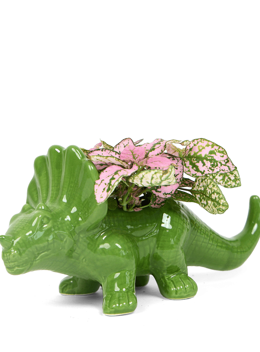 Triceratops Ceramic Indoor Plant Pot for Succulents - Chive Ceramics Studio - Pots - Chive Ceramics Studio