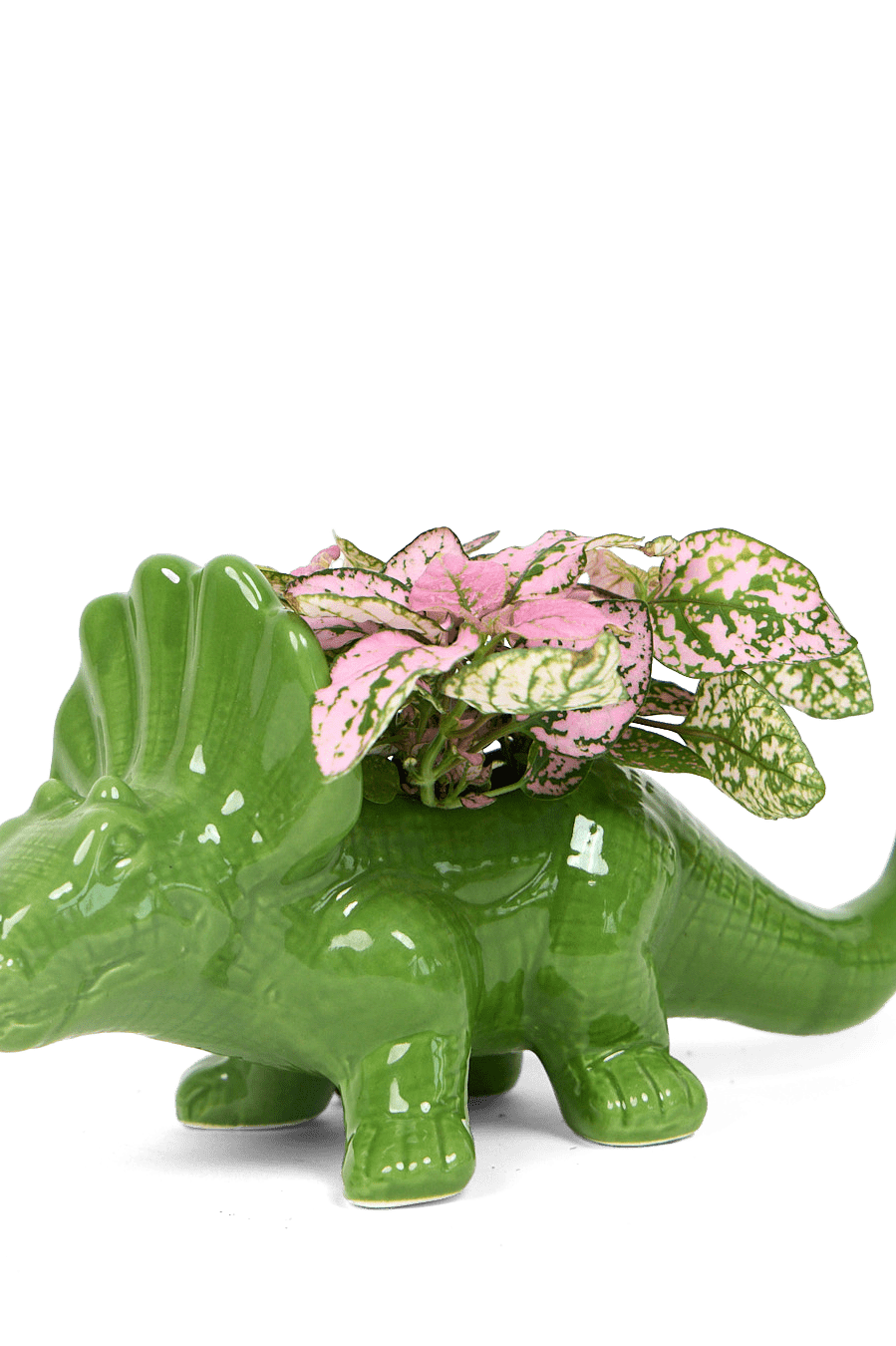 Triceratops Ceramic Indoor Plant Pot for Succulents - Chive Ceramics Studio - Pots - Chive Ceramics Studio