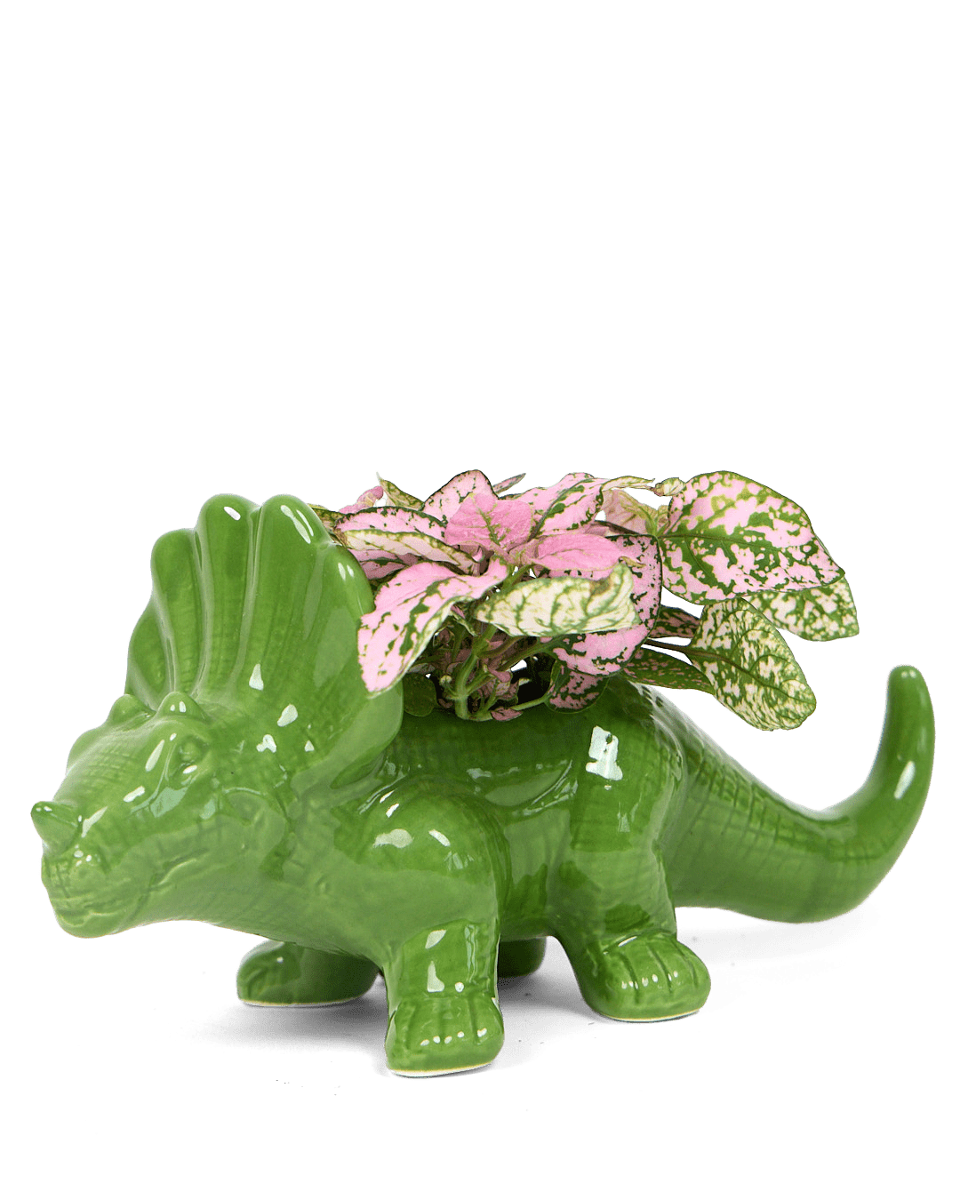 Triceratops Ceramic Indoor Plant Pot for Succulents - Chive Ceramics Studio - Pots - Chive Ceramics Studio