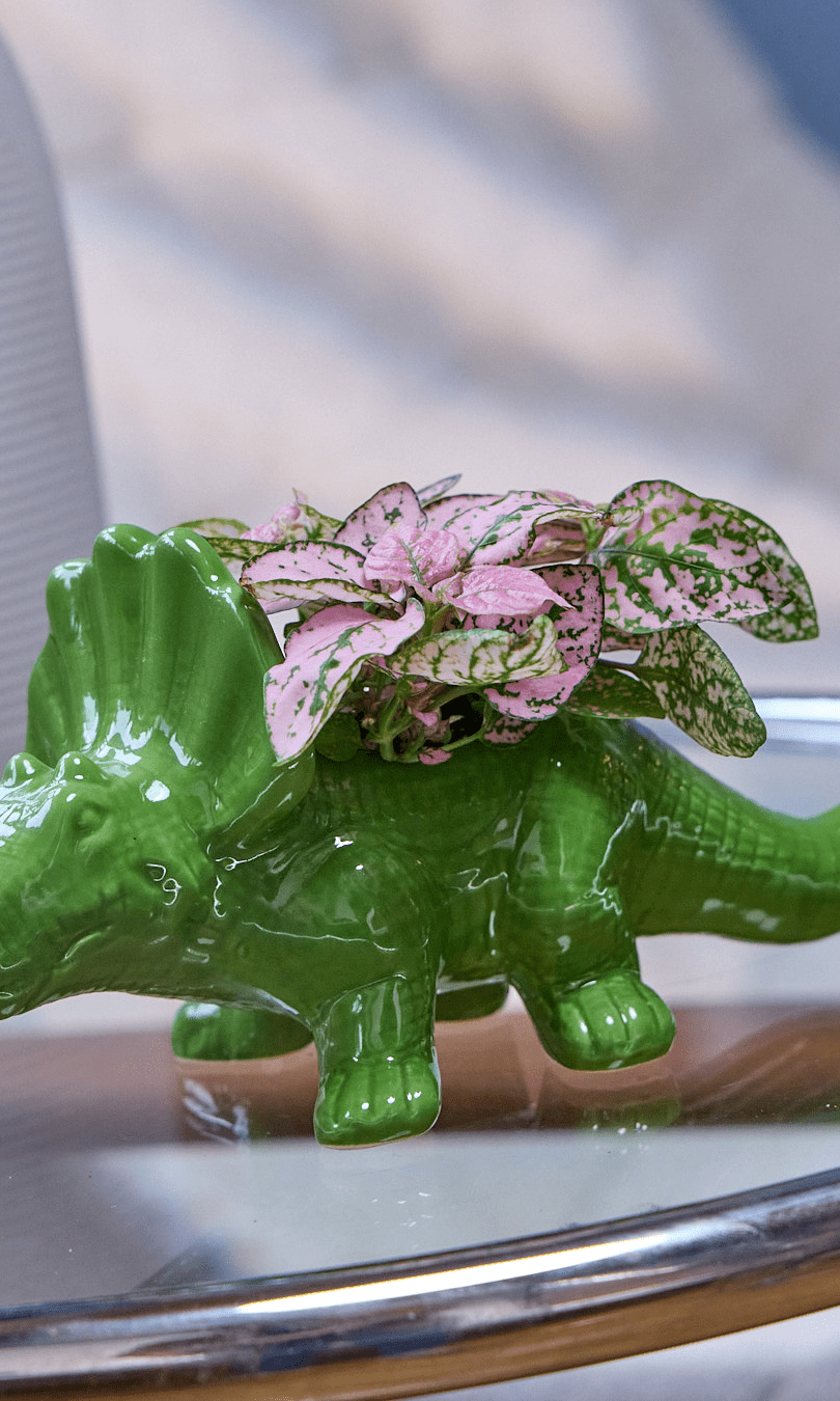 Triceratops Ceramic Indoor Plant Pot for Succulents - Chive Ceramics Studio - Pots - Chive Ceramics Studio