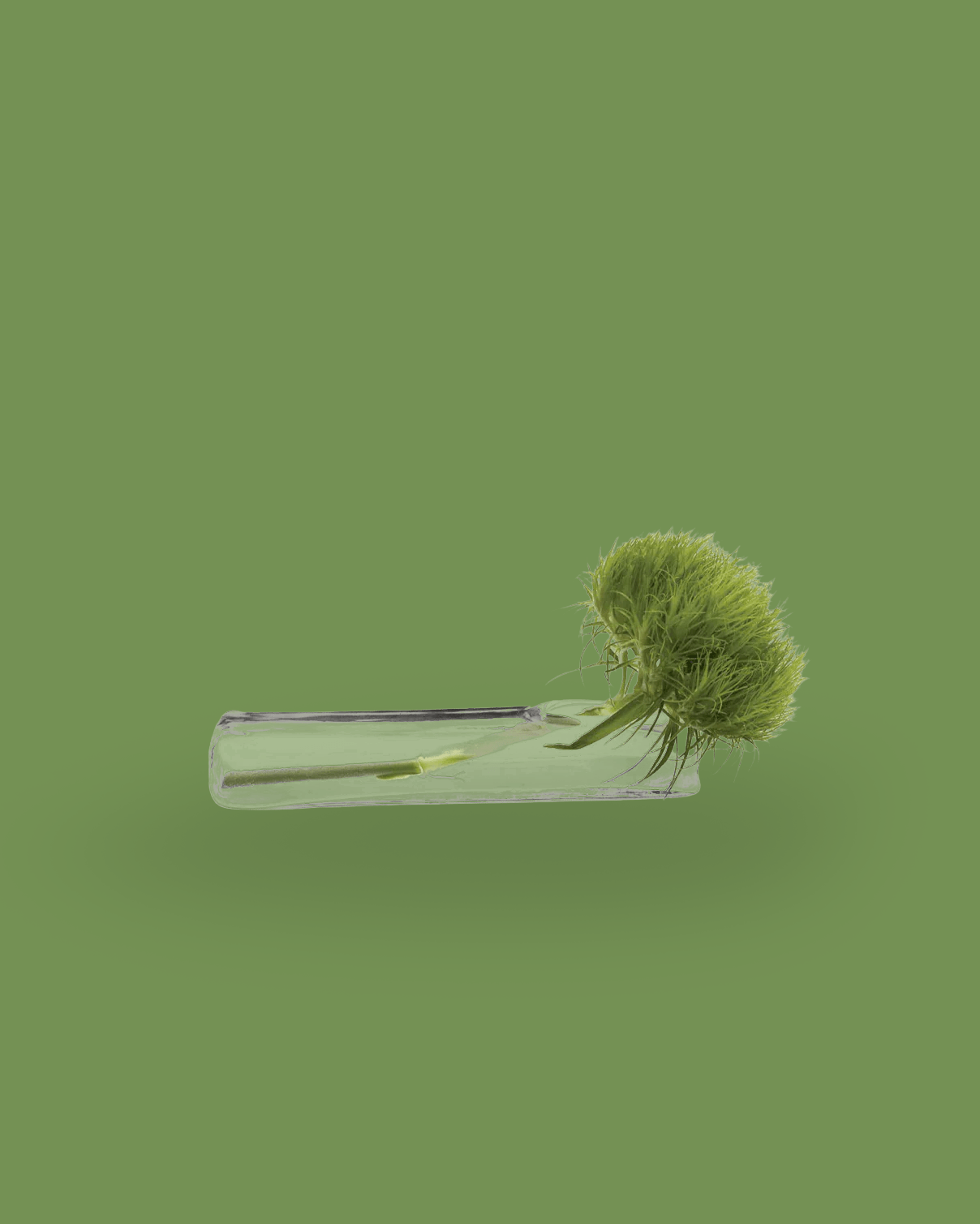 Test Tube Glass Bud Vases | 6 Pack - Chive Ceramics Studio - Chive Ceramics Studio