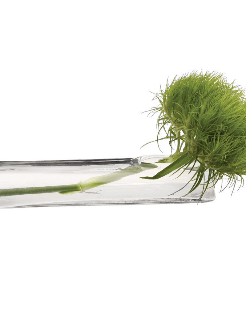 Test Tube Glass Bud Vases - Chive Ceramics Studio - Vases - Chive US