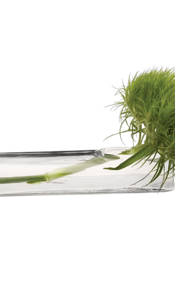 Test Tube Glass Bud Vases - Chive Ceramics Studio - Vases - Chive US