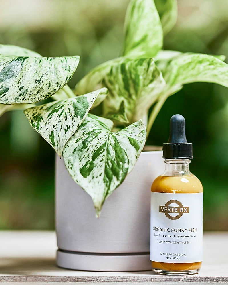 Verte Rx Organic Funky Fish Plant Food - Chive Ceramics Studio - Chive US