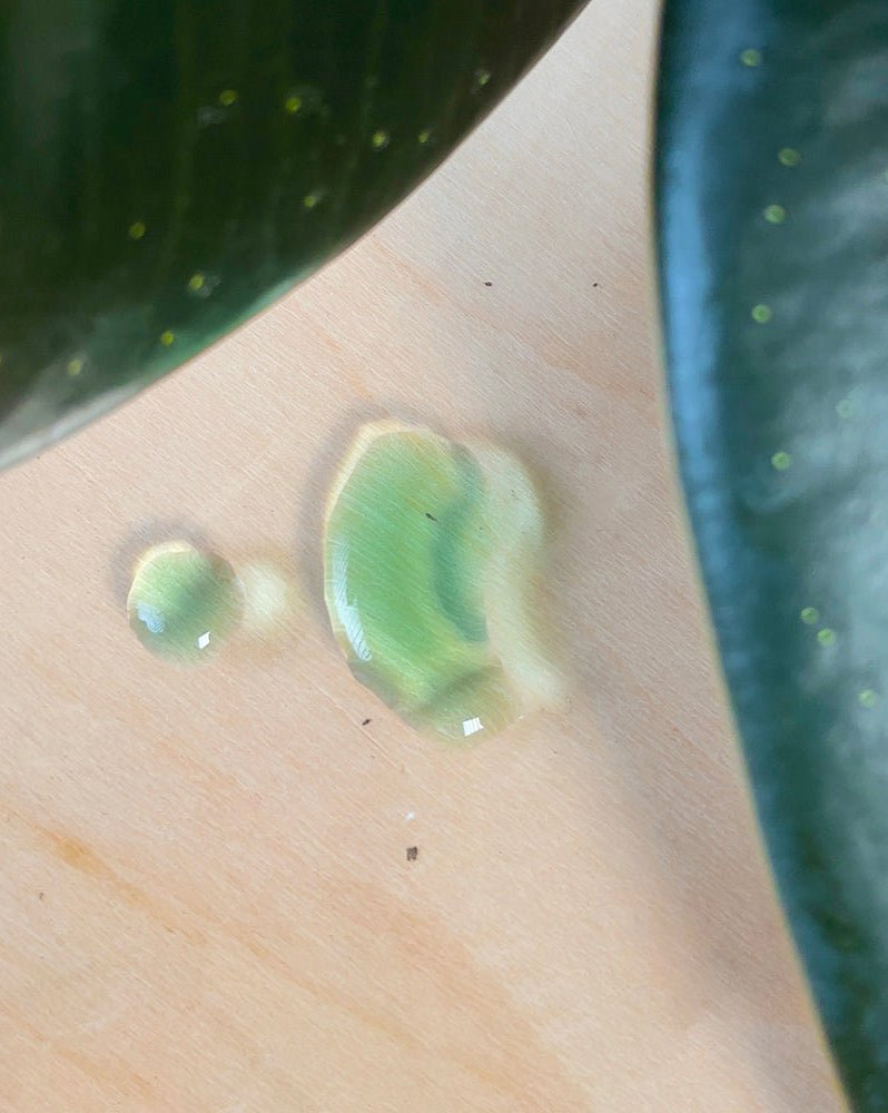 Verte Rx Houseplant Food 10 - 15 - 10 - Chive Ceramics Studio - Chive Ceramics Studio