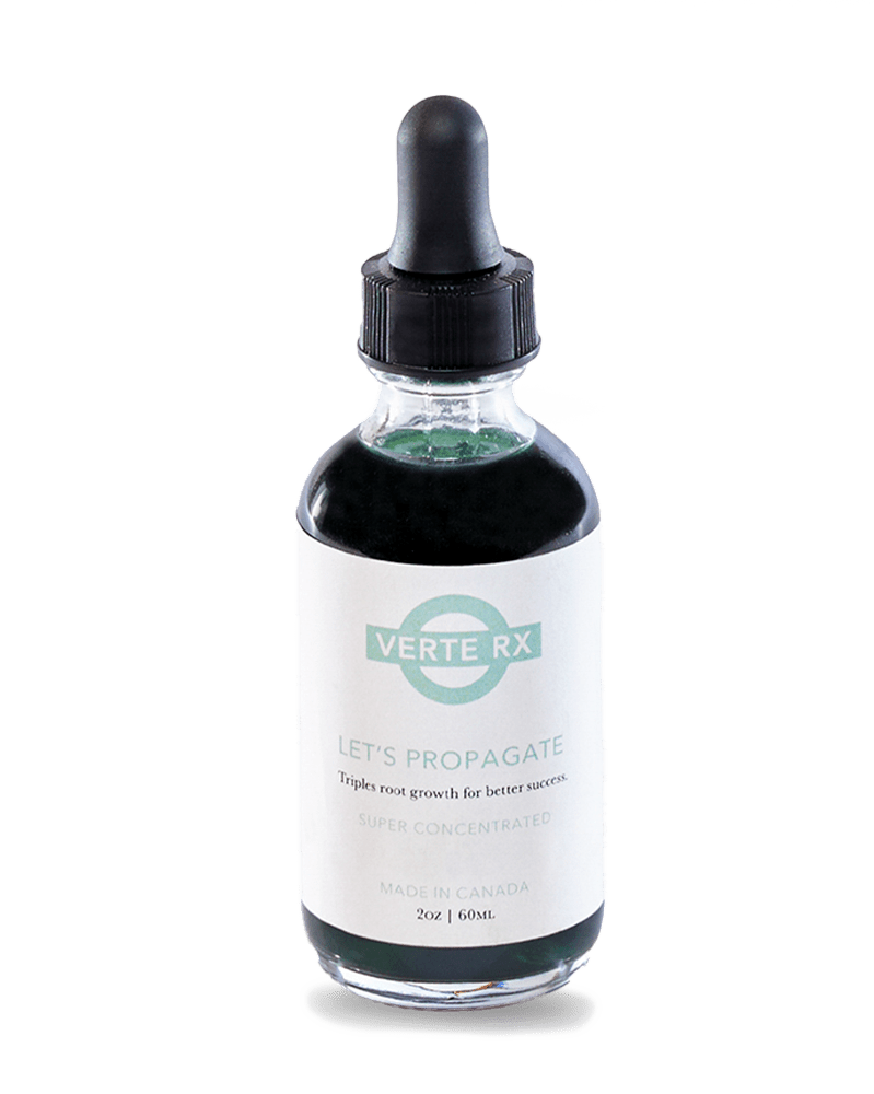 Verte Rx Let's Propagate Plant Propagator - Chive Ceramics Studio - Chive Ceramics Studio