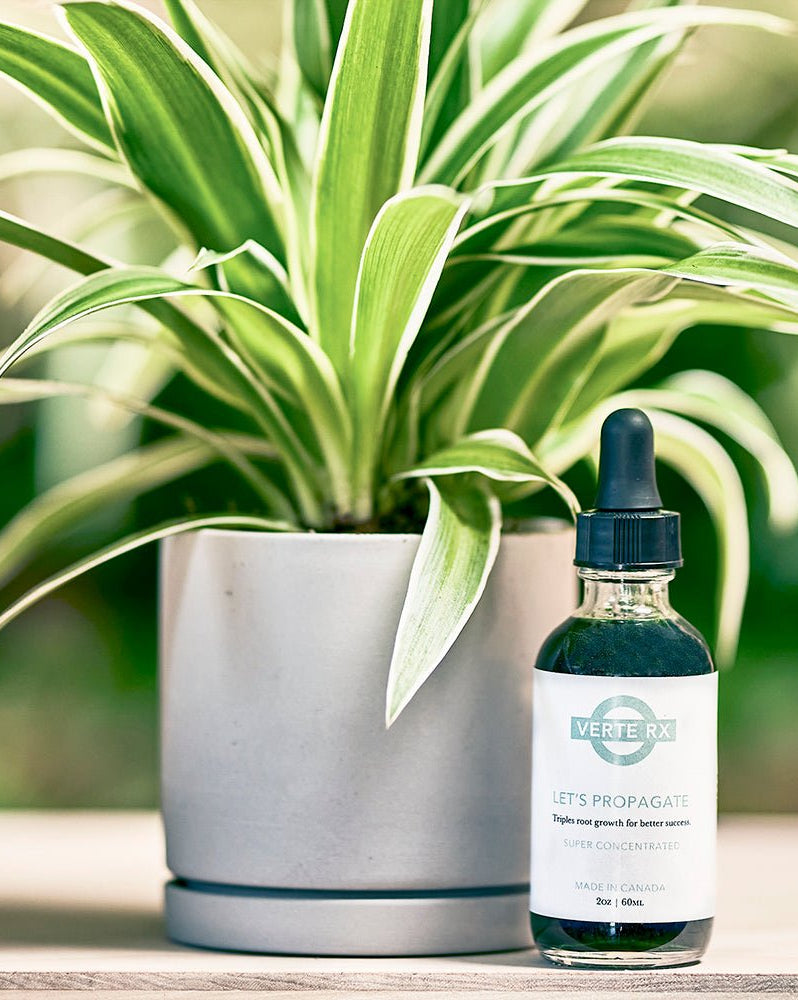 Verte Rx Let's Propagate Plant Propagator - Chive Ceramics Studio - Chive Ceramics Studio