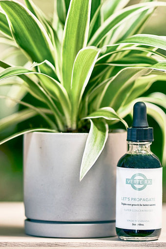 Verte Rx Let's Propagate Plant Propagator - Chive Ceramics Studio - Chive Ceramics Studio