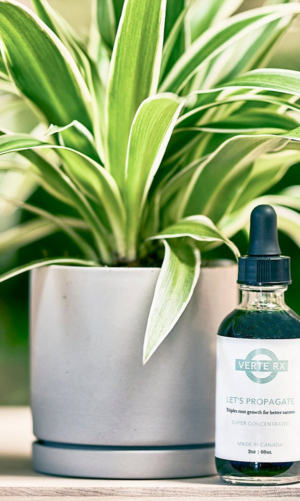 Verte Rx Let's Propagate Plant Propagator - Chive Ceramics Studio - Chive Ceramics Studio