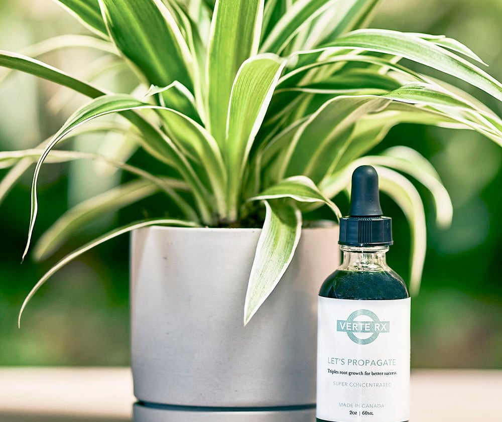 Verte Rx Let's Propagate Plant Propagator - Chive Ceramics Studio - Chive Ceramics Studio