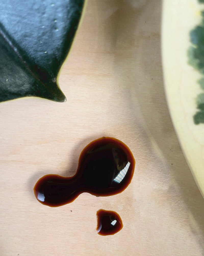 Verte Rx Organic Houseplant Food - Chive Ceramics Studio - Chive US