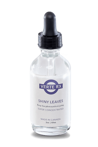 Verte Rx Shiny Leaves for Plants - Chive Ceramics Studio - Chive Ceramics Studio
