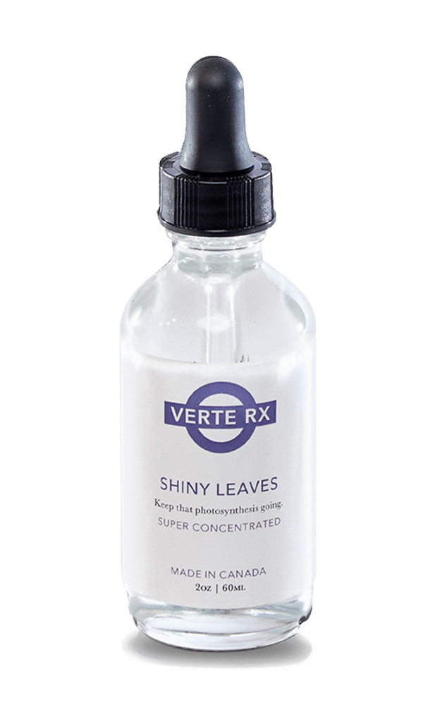 Verte Rx Shiny Leaves for Plants - Chive Ceramics Studio - Chive Ceramics Studio