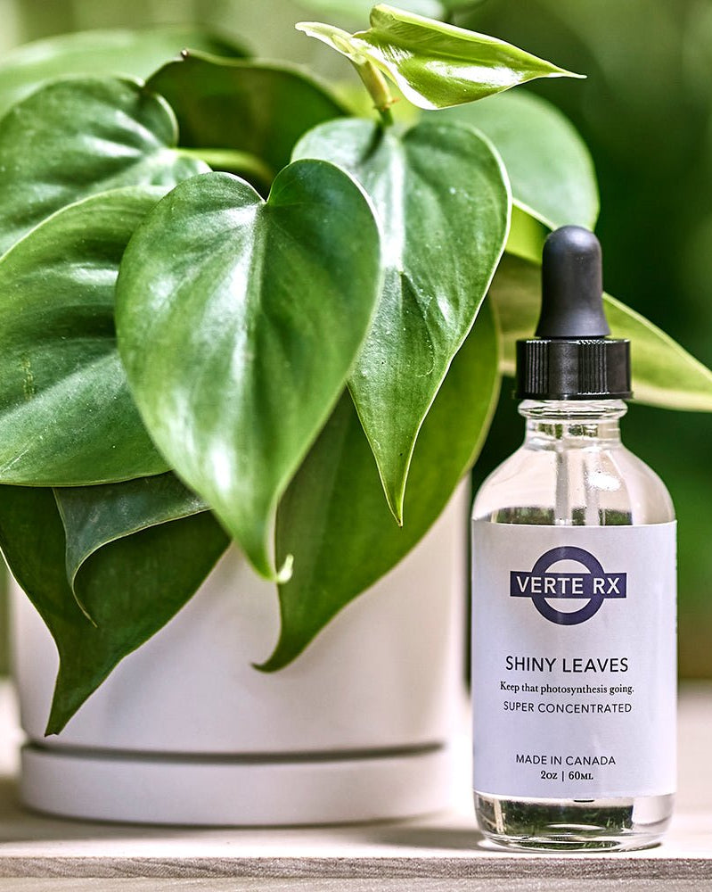 Verte Rx Shiny Leaves for Plants - Chive Ceramics Studio - Chive Ceramics Studio