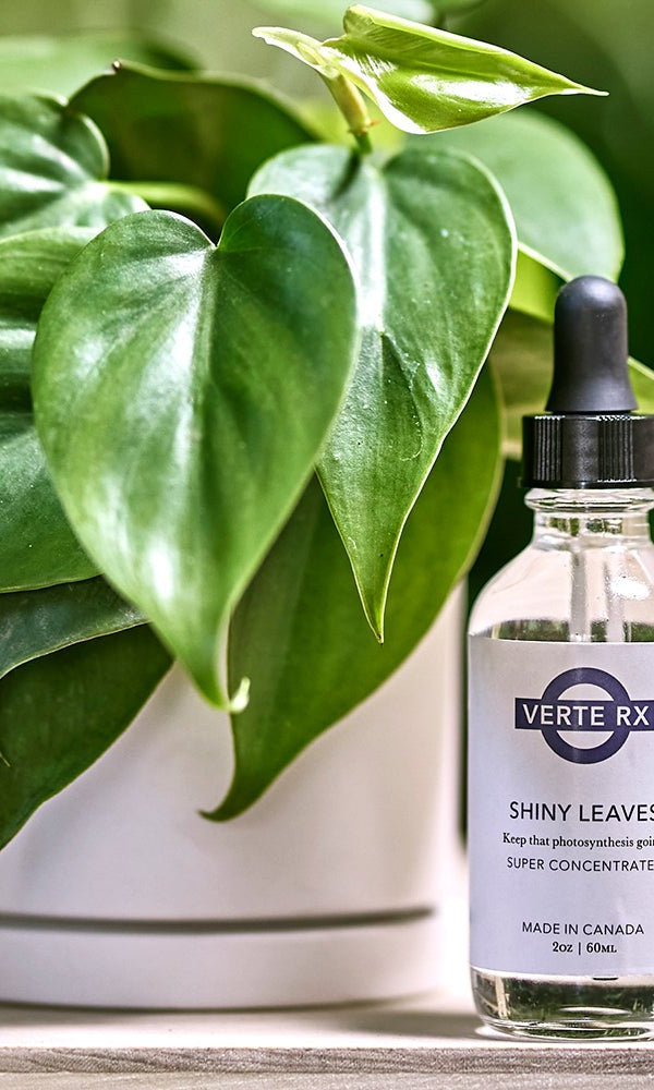 Verte Rx Shiny Leaves for Plants - Chive Ceramics Studio - Chive Ceramics Studio